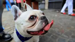 Sam’s Club se une a Spot Pet Insurance y ofrece este beneficio para las mascotas