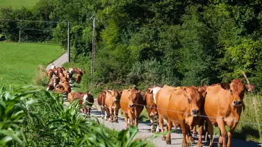 2001ONLINE - ESTADOS UNIDOS - GANADO MÉXICO 2001ONLINE - ESTADOS UNIDOS - GANADO MÉXICO