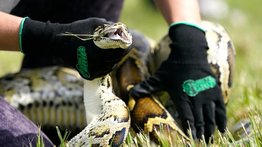 Florida-python-challenge-mejor-cazador