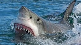 Surfista sobrevive más de 18 horas varado en el mar: estuvo rodeado de tiburones