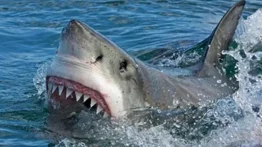 Surfista sobrevive más de 18 horas varado en el mar: estuvo rodeado de tiburones