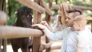 ¿Quieres paz e independencia personal? Esta es la mascota ideal para ti, según los expertos en psicología ¿Quieres paz e independencia personal? Esta es la mascota ideal para ti, según los expertos en psicología