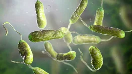 ¡Alerta en Florida! Bacteria carnívora en mariscos amenaza la salud pública: van cuatro fallecidos