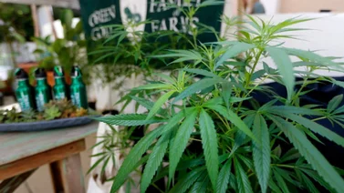 Advierten a indocumentados sobre los riesgos de trabajar en ranchos con cannabis: sepa por qué