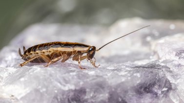 ¡Sin químicos costosos y sin riesgo para tu salud! El mejor repelente natural contra las cucarachas: ahorra mucho dinero