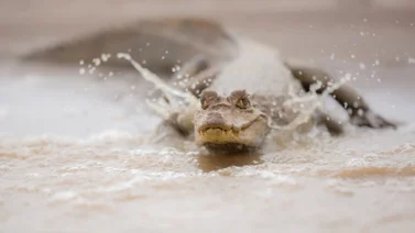 animales salvajes en Miami por lluvias