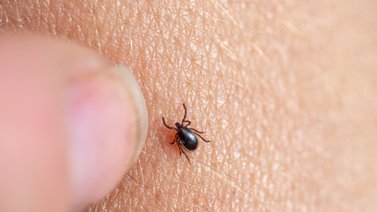 Alerta en Estados Unidos por aumento de picaduras de garrapatas: ¿Qué hacer si te ocurre?