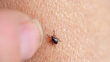 Alerta en Estados Unidos por aumento de picaduras de garrapatas: ¿Qué hacer si te ocurre?