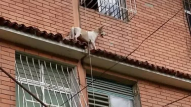 Bomberos de Caracas salvan a perro de caer al vacío en La Rinconada: estuvo atrapado en un tejado