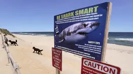 ¡Alerta, temporadistas! Maine registra avistamiento de tiburones en algunas playas: sepa cuáles 