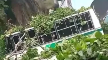 ¡Caos vial! Reportan caída de un árbol en Los Teques: varios vehículos resultaron afectados