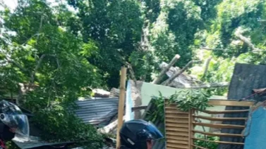 Árbol de Ceiba cae sobre una vivienda en Anzoátegui este 19 de julio: no se reportan fallecidos