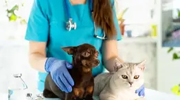 Activan jornada de atención veterinaria gratuita este 22 de julio: ubicación y servicios disponibles