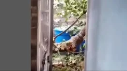 Árbol de gran magnitud cae sobre una vivienda en Carabobo: no reportan lesionados
