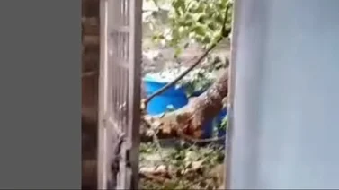 Árbol de gran magnitud cae sobre una vivienda en Carabobo: no reportan lesionados