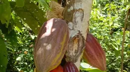 Cacao venezolano llega a Rusia: Miranda exporta un primer lote de 50 toneladas
