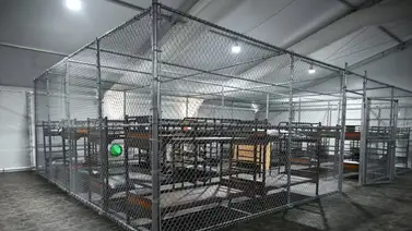 "Es como una jaula para perros": detenidos en Alligator Alcatraz denuncian reclusión en espacios infestados de mosquitos "Es como una jaula para perros": detenidos en Alligator Alcatraz denuncian reclusión en espacios infestados de mosquitos