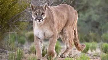 Puma ataca a niño de cuatro años durante paseo familiar: autoridades sacrifican al felino Puma ataca a niño de cuatro años durante paseo familiar: autoridades sacrifican al felino