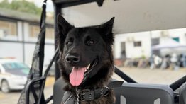 ¡Buenas noticias! PoliBaruta crea nueva Brigada Canina y de Protección Animal