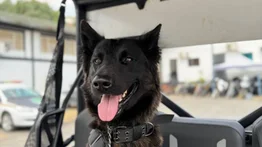¡Buenas noticias! PoliBaruta crea nueva Brigada Canina y de Protección Animal