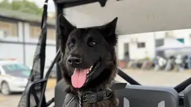 ¡Buenas noticias! PoliBaruta crea nueva Brigada Canina y de Protección Animal ¡Buenas noticias! PoliBaruta crea nueva Brigada Canina y de Protección Animal