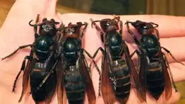 Abejas asesinas se expanden en 13 estados de EEUU: esto recomiendan los expertos