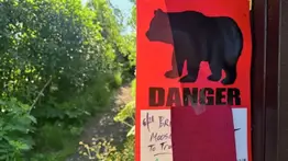 Oso ataca a senderista durante paseo en montañas de Alaska: la víctima no podía caminar tras el encuentro con el animal