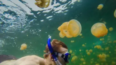 ¡Alerta en la playa durante tus vacaciones! Esto debes hacer si te pica una medusa: evita el dolor punzante, ardor y escozor ¡Alerta en la playa durante tus vacaciones! Esto debes hacer si te pica una medusa: evita el dolor punzante, ardor y escozor