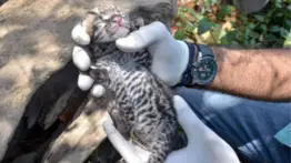 Conservación de la fauna en Venezuela: liberarán dos cunaguaros en Portuguesa