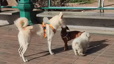 Seguro médico accesible para mascotas en Caracas: conoce el costo y servicios de los planes Seguro médico accesible para mascotas en Caracas: conoce el costo y servicios de los planes