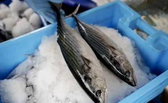 Precio del pescado en el Mercado el Mosquero de La Guaira: conozca el mejor día para comprar