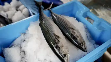 Precio del pescado en el Mercado el Mosquero de La Guaira: conozca el mejor día para comprar Precio del pescado en el Mercado el Mosquero de La Guaira: conozca el mejor día para comprar