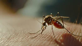 ¿Eres un “imán” para los mosquitos? Expertos revelan los secretos milagrosos para que estos bichos dejen de molestarte