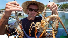"Salimos con amigos y familiares": así se vivió en Florida el inicio de la temporada de langostas, toda una gran fiesta marina
