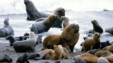 En video: leones marinos se arrojan al mar escapando de una lluvia de piedras por terremoto en Rusia