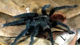¡Cuidado en casa! Comienza la temporada de tarántulas en EEUU: estos son los estados donde se verán en masa