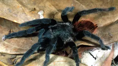 ¡Cuidado en casa! Comienza la temporada de tarántulas en EEUU: estos son los estados donde se verán en masa ¡Cuidado en casa! Comienza la temporada de tarántulas en EEUU: estos son los estados donde se verán en masa