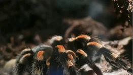 invasión-tarántula-eeuu