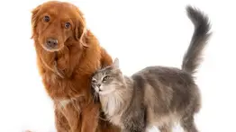 Consulta aquí la ayuda veterinaria gratuita para las mascotas en Caracas