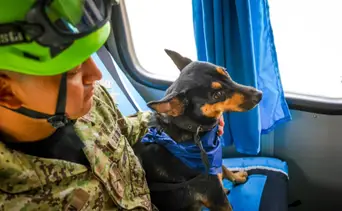 De las cenizas a salvar vidas: rescatistas salvadoreños adoptan a una perrita que sacaron de los escombros en La Guaira; entérese de qué le van a enseñar a hacer