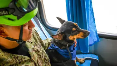 De las cenizas a salvar vidas: rescatistas salvadoreños adoptan a una perrita que sacaron de los escombros en La Guaira; entérese de qué le van a enseñar a hacer De las cenizas a salvar vidas: rescatistas salvadoreños adoptan a una perrita que sacaron de los escombros en La Guaira; entérese de qué le van a enseñar a hacer