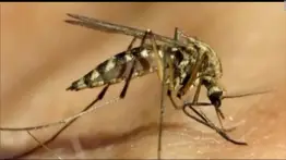 Detectan mosquito portador de un virus potencialmente mortal: recomendaciones para evitar el contagio