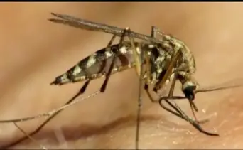 Detectan mosquito portador de un virus potencialmente mortal: recomendaciones para evitar el contagio