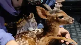 ¿Fauna silvestre en las calles? Conozca los números de emergencia para reportar en Caracas 