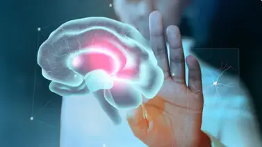 Científicos descubren que la versatilidad de las neuronas es la clave de nuestra mente: el enigma del cerebro Científicos descubren que la versatilidad de las neuronas es la clave de nuestra mente: el enigma del cerebro