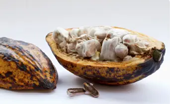 ¿Se puede cuidar la salud de una manera deliciosa? Aprende cómo proteger tu organismo consumiendo cacao