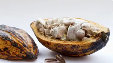 ¿Se puede cuidar la salud de una manera deliciosa? Aprende cómo proteger tu organismo consumiendo cacao ¿Se puede cuidar la salud de una manera deliciosa? Aprende cómo proteger tu organismo consumiendo cacao