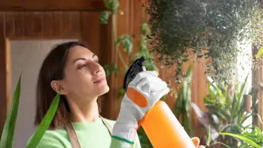 Plantas aromáticas contra los insectos: una alternativa natural para el hogar Plantas aromáticas contra los insectos: una alternativa natural para el hogar