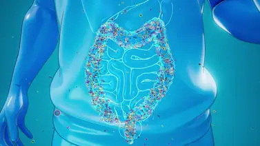 Serotonina: ese neurotransmisor presente en el cerebro y el colon Serotonina: ese neurotransmisor presente en el cerebro y el colon