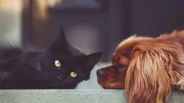Jornada gratuita de atención integral a mascotas al oeste de Caracas: 25 de julio